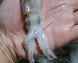 ベイカの煮物 我が家の味作り方6写真