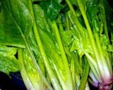 ほうれん草の保存方法作り方1写真