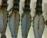 簡単☆有頭海老の味噌マヨチーズ焼き★作り方1写真