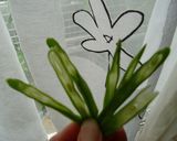 インゲンと生姜炒め物作り方1写真