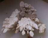 しめじの根元の醤油バター炒め作り方2写真