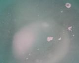 あさりの味噌汁＊砂出し作り方4写真