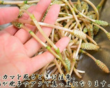 大人カワイイ♥伊予柑と魚の春ちらし寿司作り方12写真