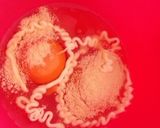 ご飯もりもり♪簡単ニラ玉もやし♡作り方2写真