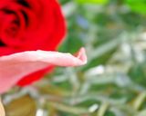 本命用デコレーションに♡簡単チョコの薔薇作り方6写真