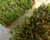 豆苗（トウミョウ）と豚肉のからし和え作り方2写真