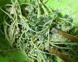 貝割れほうれん草サラダ作り方2写真