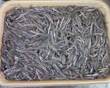 ひよこさんちの「いかなごの釘煮」作り方1写真
