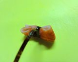 もっと可愛い☆カニカマ☆ちょうちょリボン作り方5写真