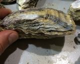 殻付き牡蠣のオーブン焼き作り方2写真