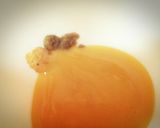 柚子胡椒がピリッ☆菜の花の辛子和え作り方2写真