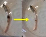 つくしのきんぴら作り方1写真