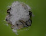 牡蠣の生姜醤油煮作り方2写真