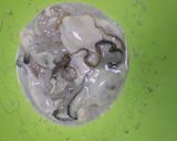 牡蠣の生姜醤油煮作り方3写真