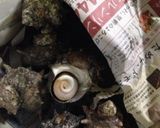 さざえのお刺身作り方1写真