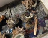 さざえのお刺身作り方2写真