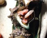 さざえのお刺身作り方5写真