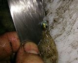イイダコの煮付け作り方7写真
