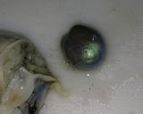 イイダコの煮付け作り方11写真