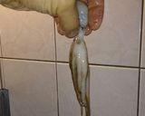 イイダコの煮付け作り方13写真
