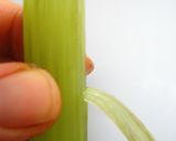 簡単おいしい☆ふきと油揚げの炊き込みご飯作り方4写真