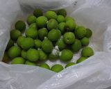 水上勉『土を喰う日々』青梅のかりかり漬け作り方1写真