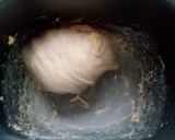 全粒小麦のピーナッツのトースト~作り方2写真