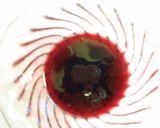 カシスレンコンミモザサラダ作り方1写真