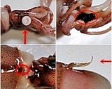ホタルイカと菜の花のガーリックバター炒め作り方2写真