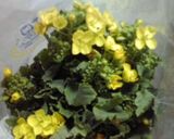 シャキシャキ!レンジで菜の花お浸し!作り方1写真