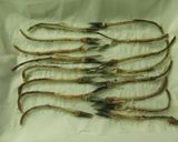 ﾚﾝｼﾞで簡単☆魚の骨ｽﾅｯｸ作り方3写真