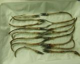 ﾚﾝｼﾞで簡単☆魚の骨ｽﾅｯｸ作り方4写真