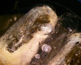 鶏ハム昆布巻き作り方4写真