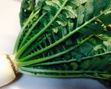 佐波賀だいこんの葉・茎の佃煮をのせて作り方2写真