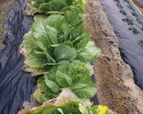 白菜の菜の花で…胡麻あえ作り方1写真