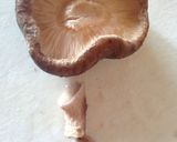 しいたけの肉詰め作り方1写真