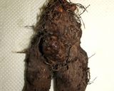 「自然薯短冊(たんざく)」作り方1写真