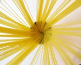 エビのトマトクリームソースパスタ作り方14写真