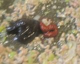 おでんなシャキッと和風麻婆豆腐お弁当仕様作り方3写真