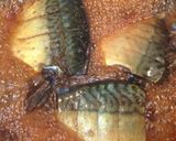 スピーディ☆鯖の煮付けニンニクで作り方4写真