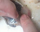 簡単☆にぎすの捌き方作り方7写真