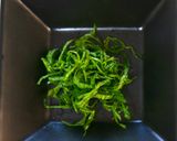 知らなきゃ損!裏技で大根おろし簡単時短に作り方7写真