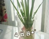 エコ！万能ねぎ＊保存＆栽培しよ～♬作り方9写真