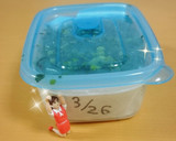 エコ！万能ねぎ＊保存＆栽培しよ～♬作り方5写真