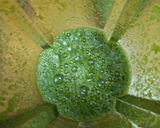 ほうれん草のグリーングリーンカレー！作り方4写真