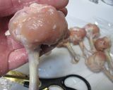 手羽元の✿チューリップのから揚げ✿塩麹味作り方3写真