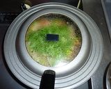 鶏もも肉のセロリとタマネギ, 香草酒蒸し作り方5写真