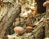 保存食作り・干ししいたけの作り方作り方1写真