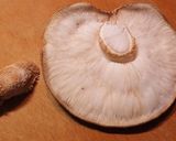 保存食作り・干ししいたけの作り方作り方4写真