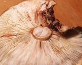保存食作り・干ししいたけの作り方作り方11写真